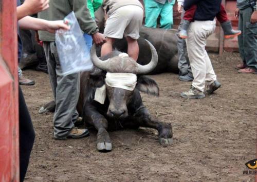 What are we doing to the animals? Tuberculosis, Rabies, and More in Namibia